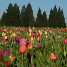 tulip farm in Woodburn